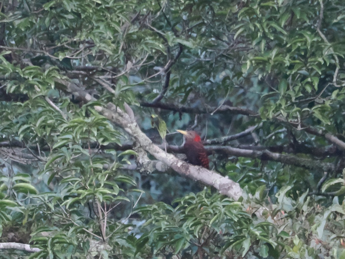 Bay Woodpecker - ML645364058