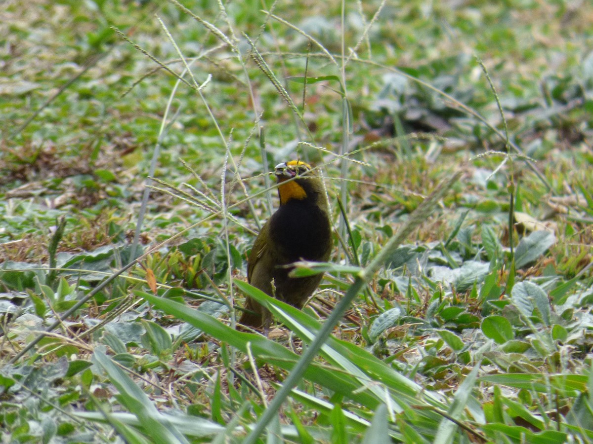 Goldbrauen-Gimpeltangare - ML645364084