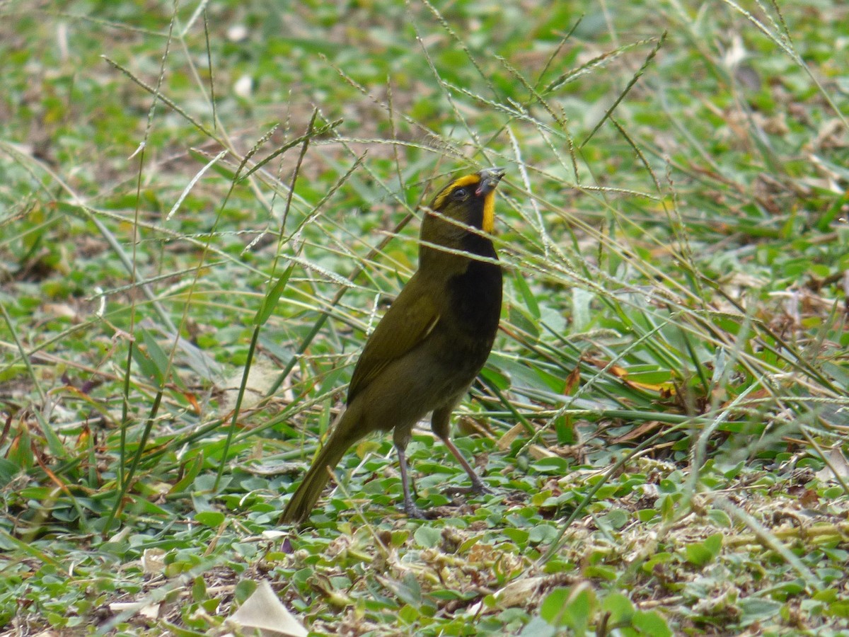 Goldbrauen-Gimpeltangare - ML645364087