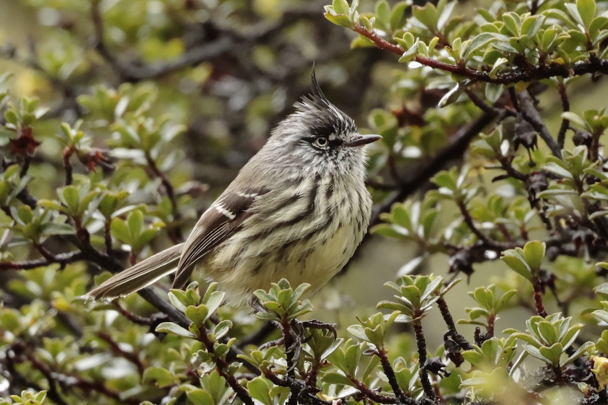 Tufted Tit-Tyrant - ML645364090