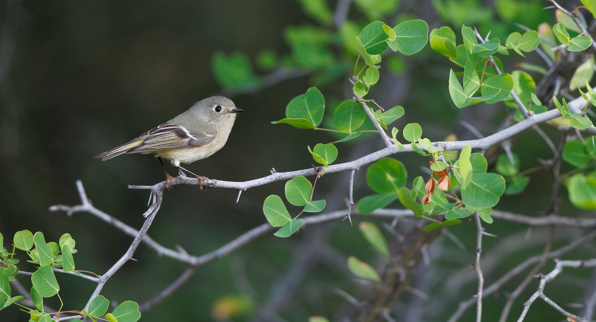 Золотомушка рубіновочуба - ML645364091