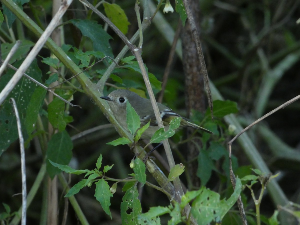 Золотомушка рубіновочуба - ML645364108