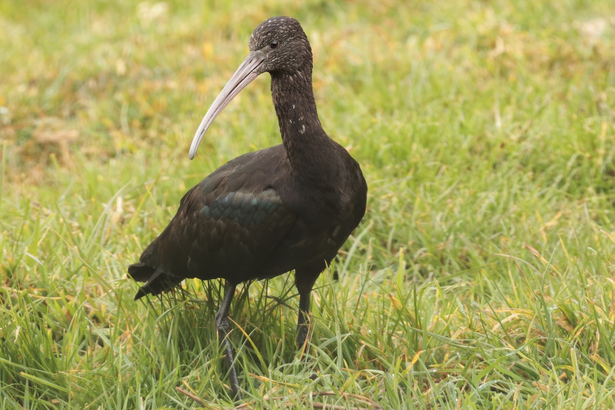 Puna Ibis - ML645364119