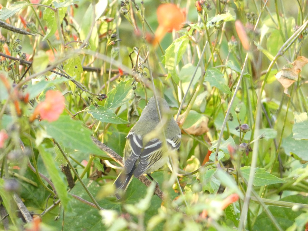 Золотомушка рубіновочуба - ML645364128