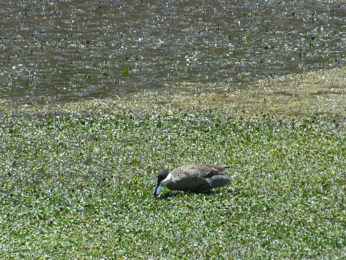 Puna Teal - ML645364133