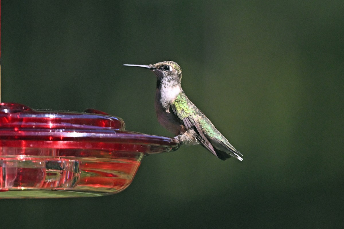 Ruby-throated Hummingbird - ML645364134