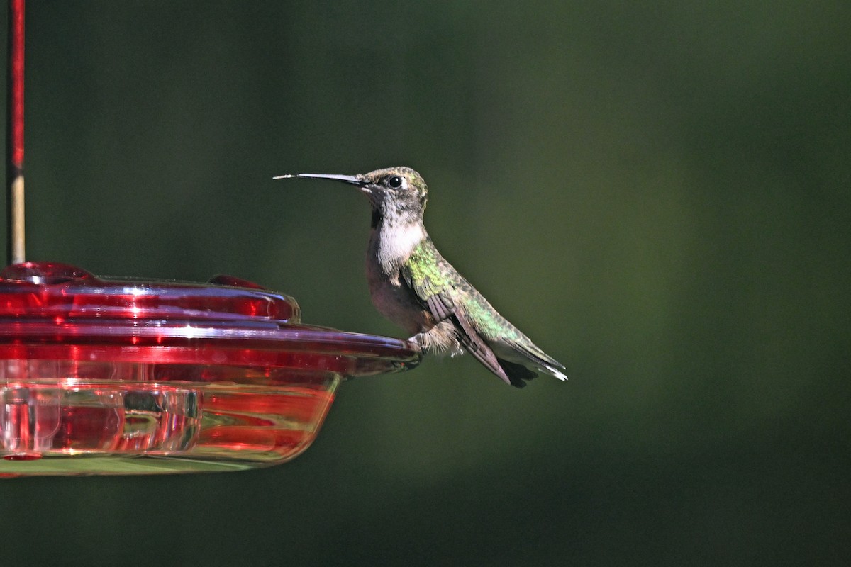 Ruby-throated Hummingbird - ML645364135