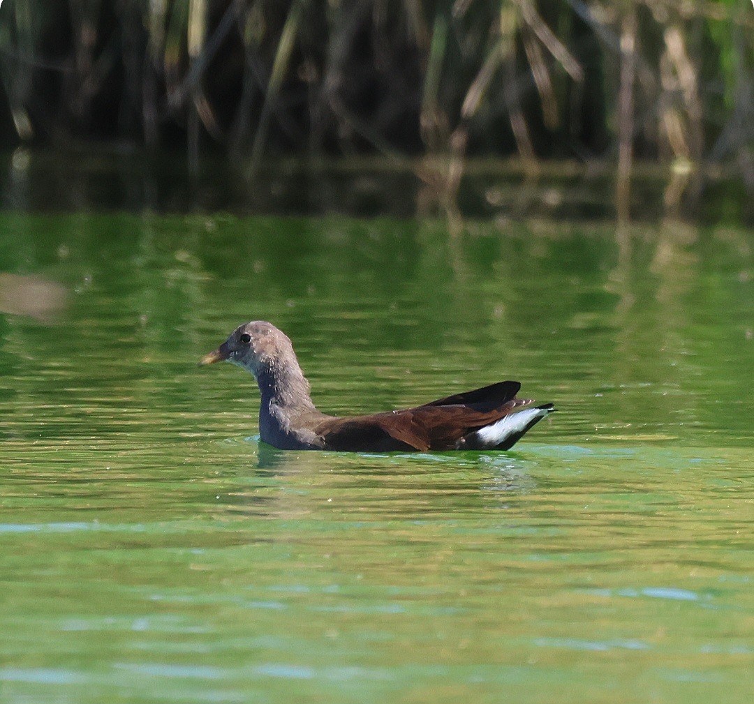 slípka americká - ML645364144