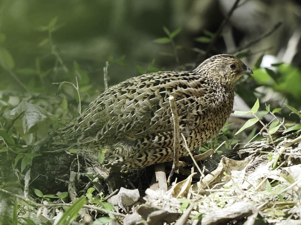 Brown Quail - ML645364146