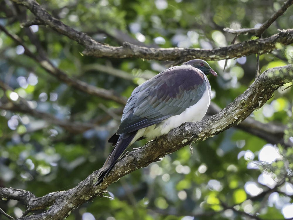 New Zealand Pigeon - ML645364165