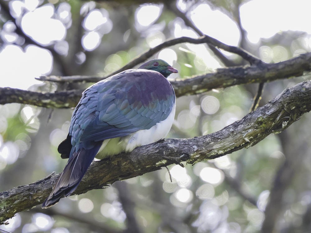 New Zealand Pigeon - ML645364166