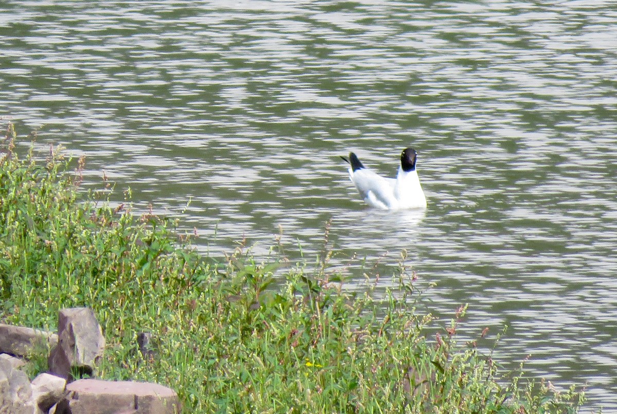 Andean Gull - ML645364167