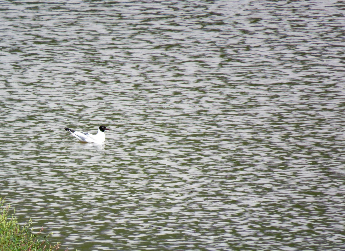 Andean Gull - ML645364168