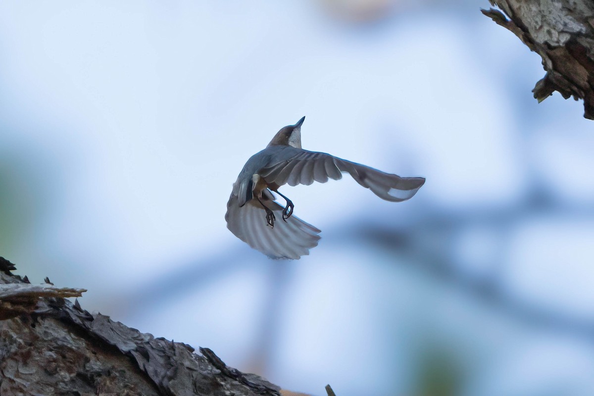 brhlík hnědohlavý - ML645364173