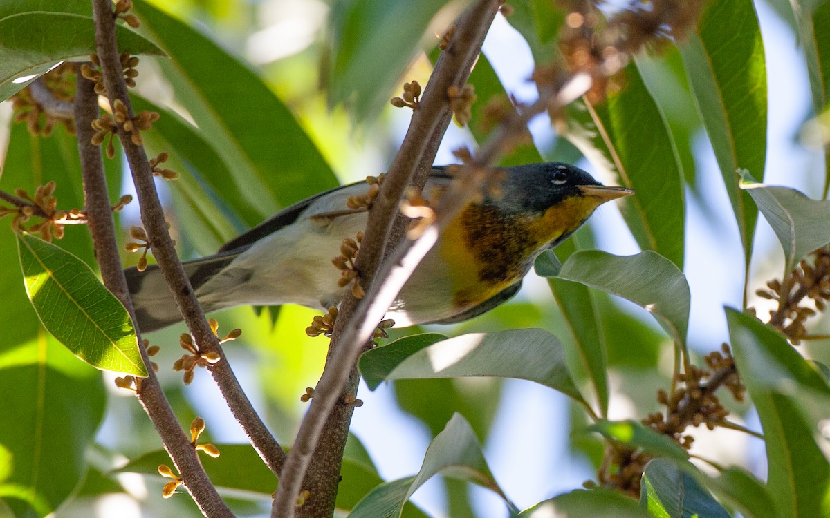 Northern Parula - ML645364185