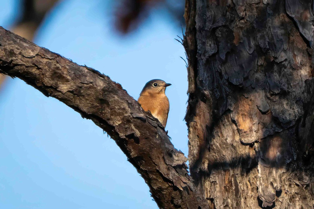 Eastern Bluebird - ML645364188
