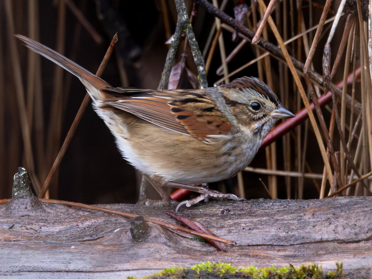 Swamp Sparrow - ML645364195