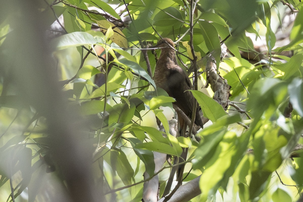 Little Cuckoo-Dove (Eucalypt) - ML645364196