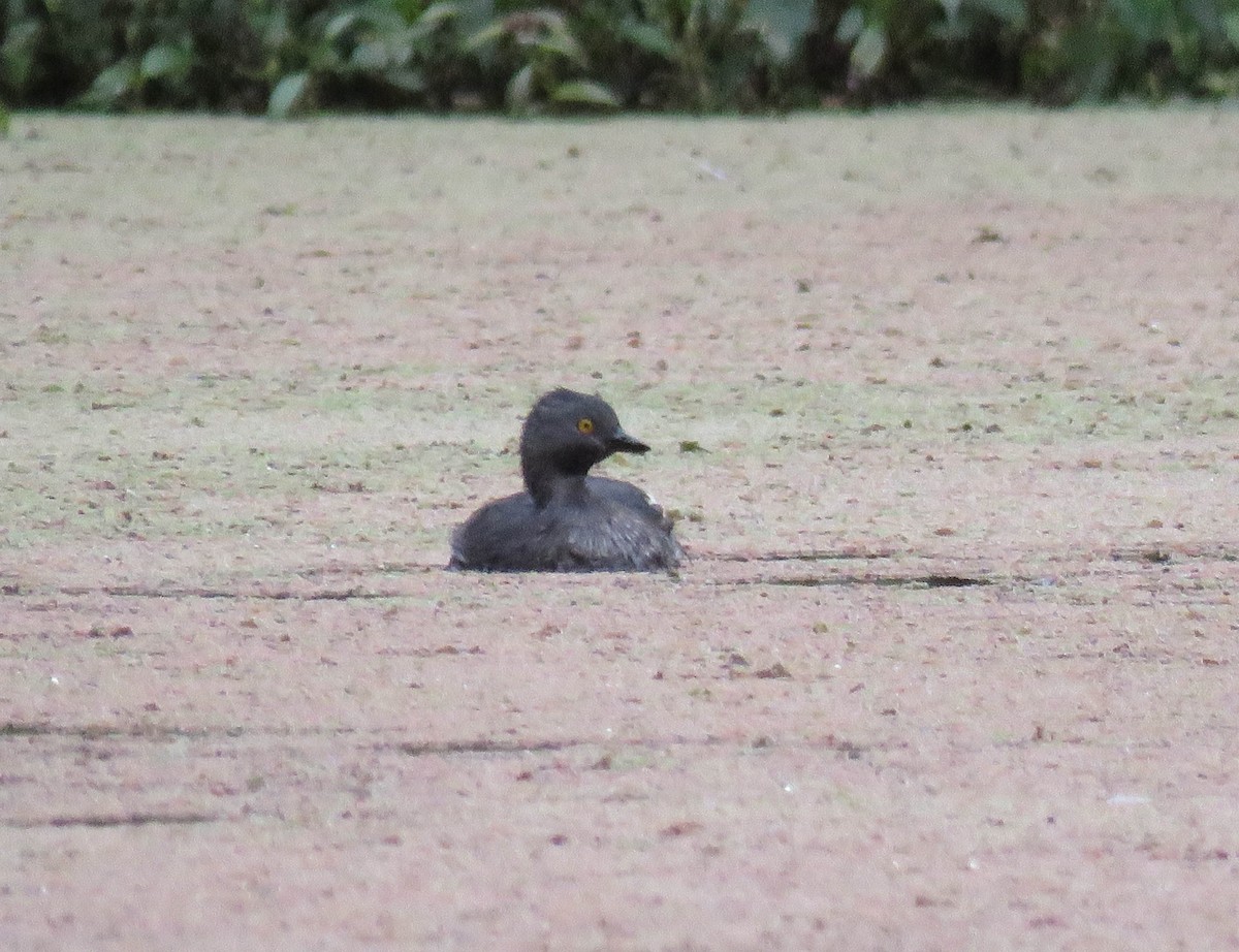 Least Grebe - ML645364198