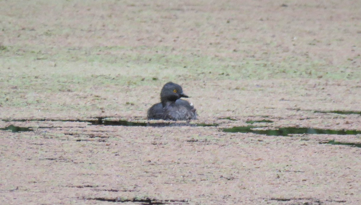 Least Grebe - ML645364209