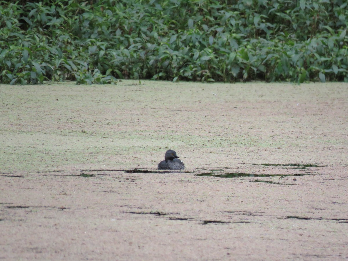 Least Grebe - ML645364210