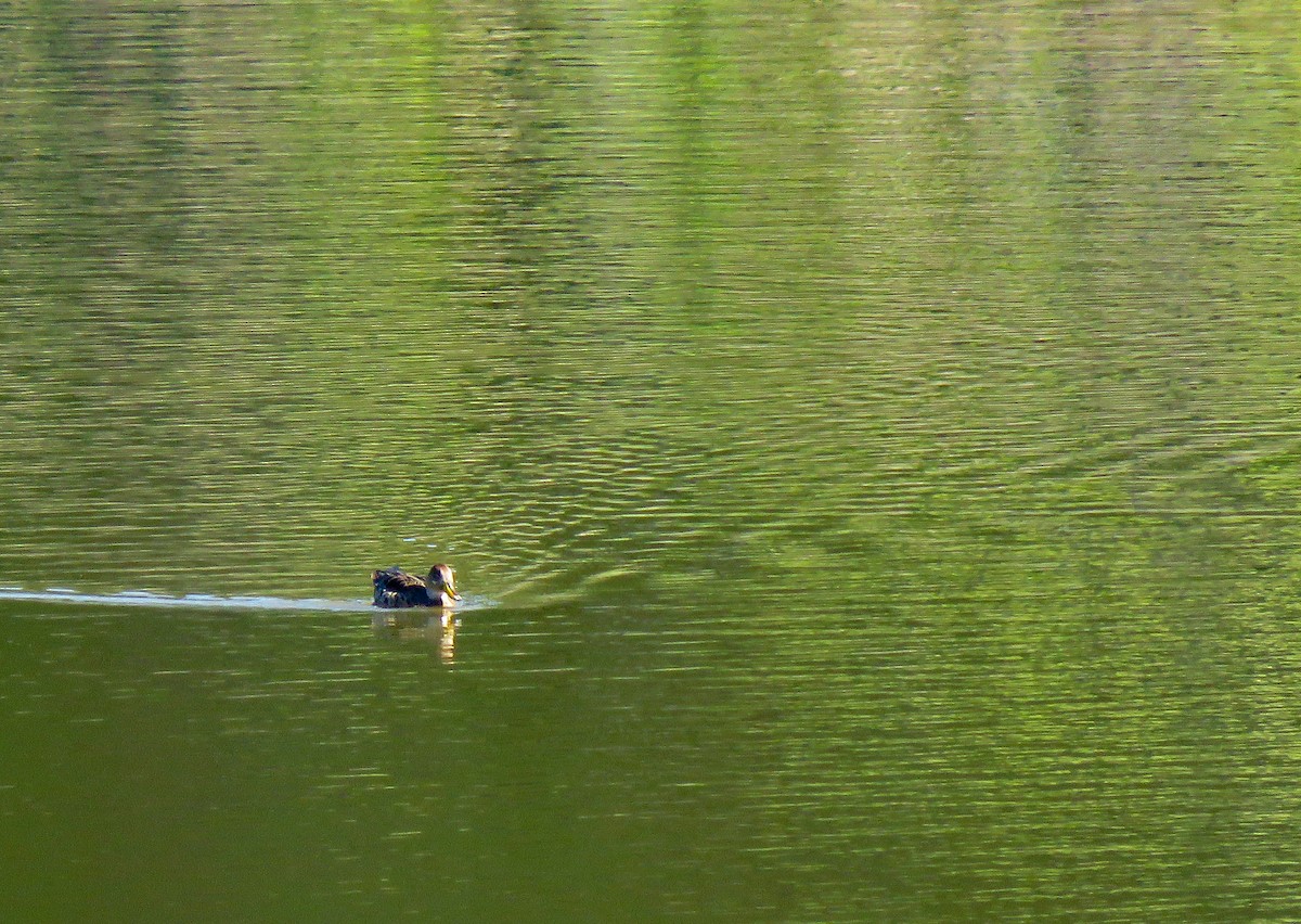 Yellow-billed Pintail - ML645364221