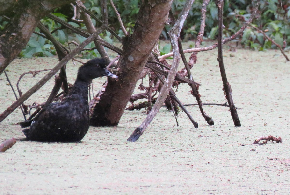 Muscovy Duck - ML645364222