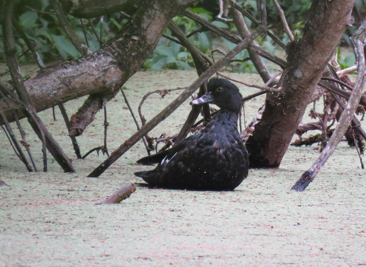 Muscovy Duck - ML645364225