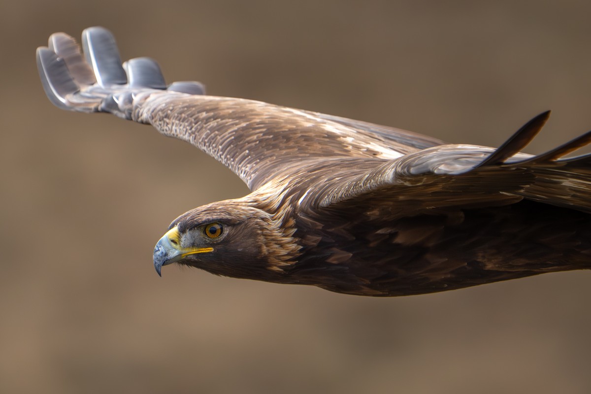 Golden Eagle - ML645364229