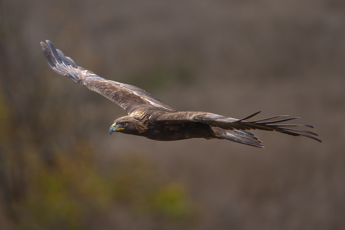 Golden Eagle - ML645364230