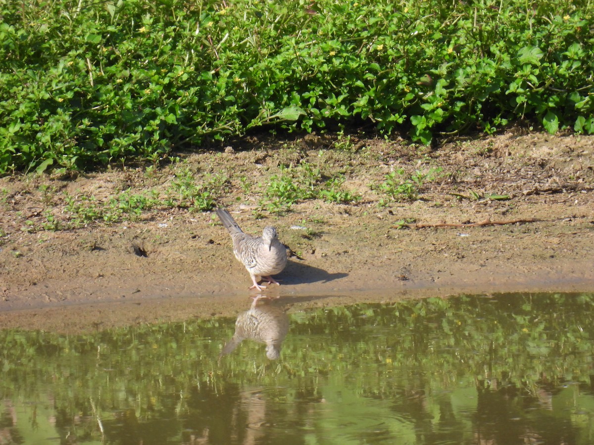 Горличка-інка бразильська - ML645364231