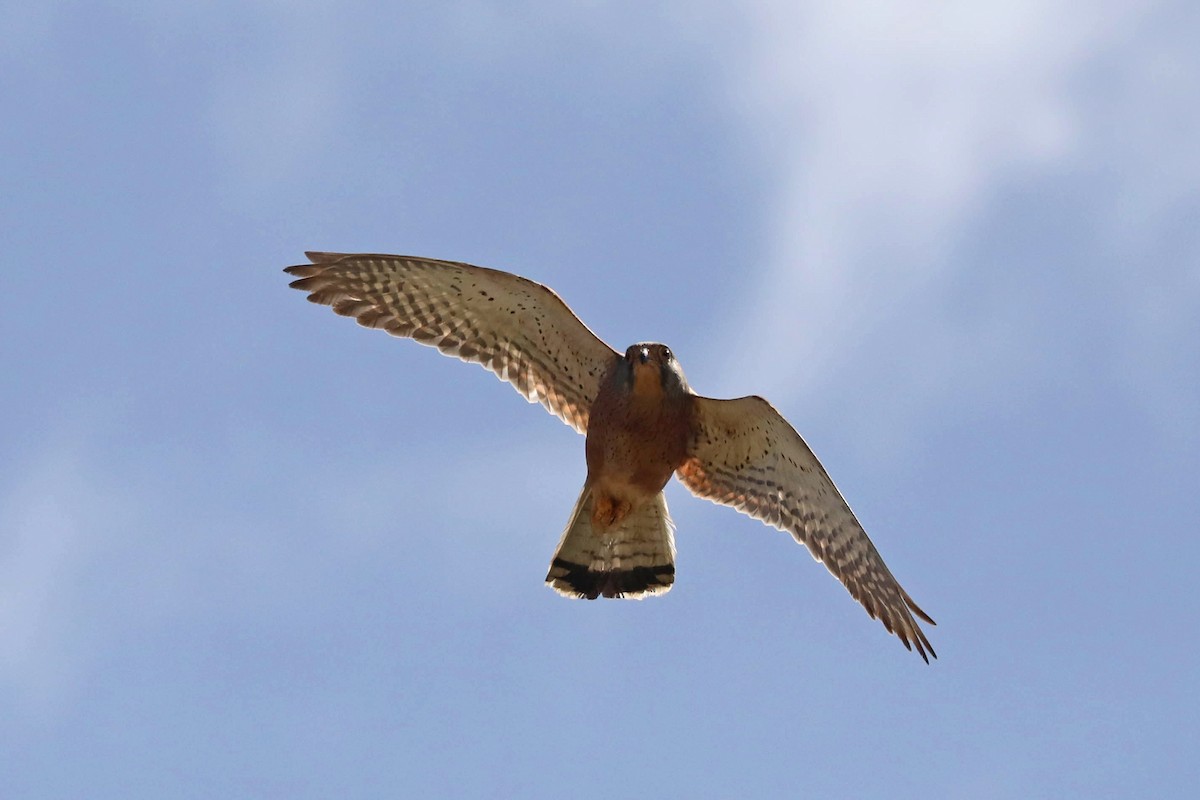 Rock Kestrel - ML645364233