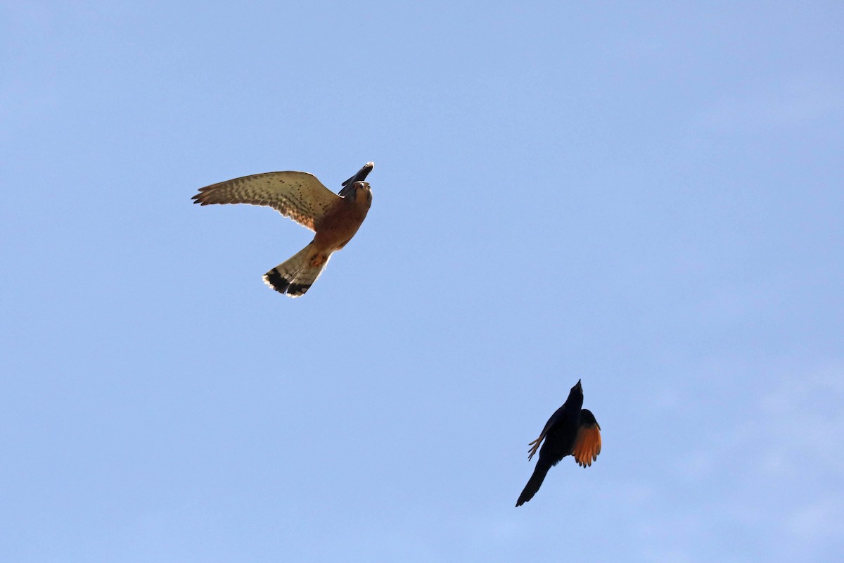 Rock Kestrel - ML645364234