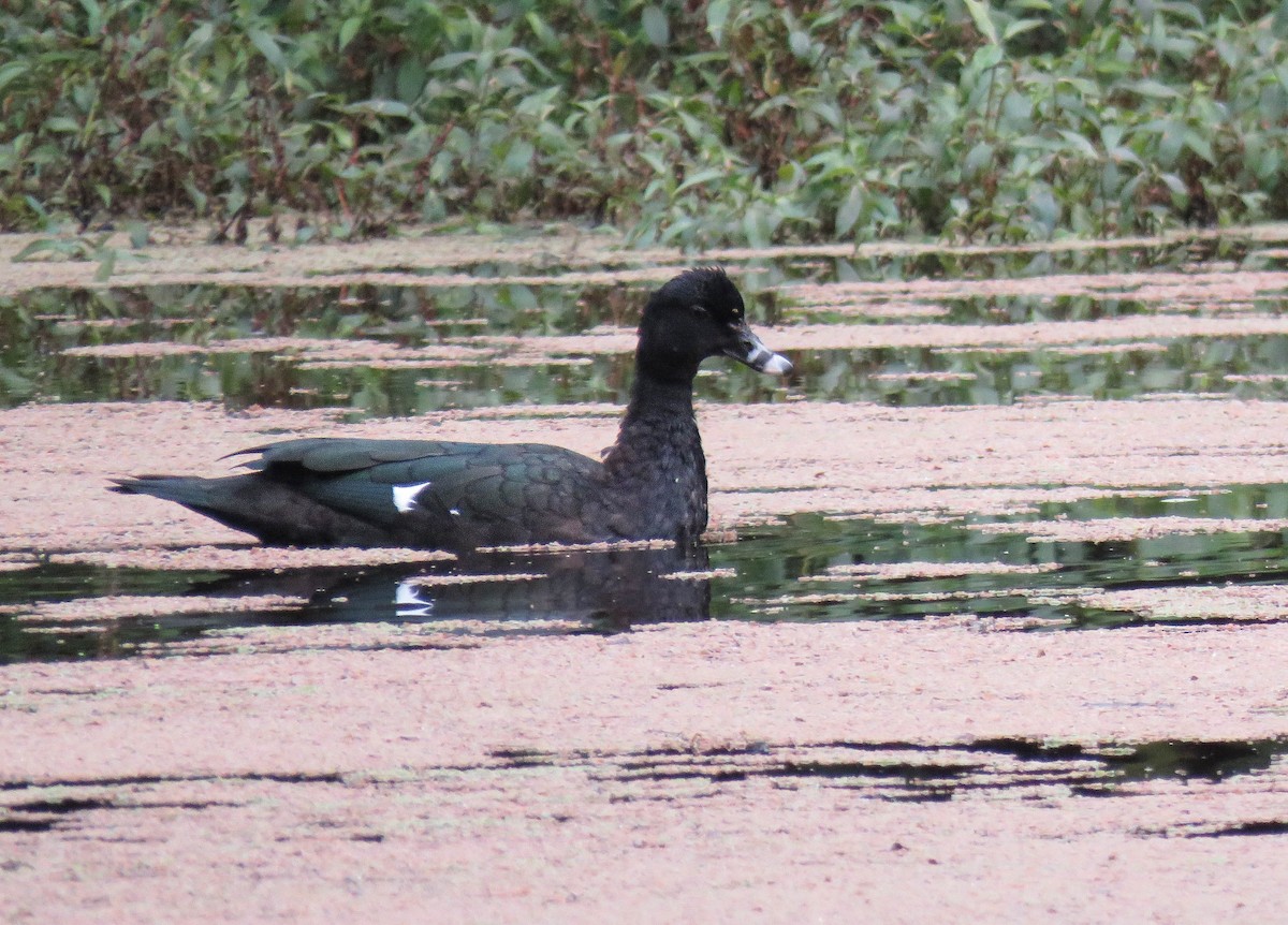 Muscovy Duck - ML645364243