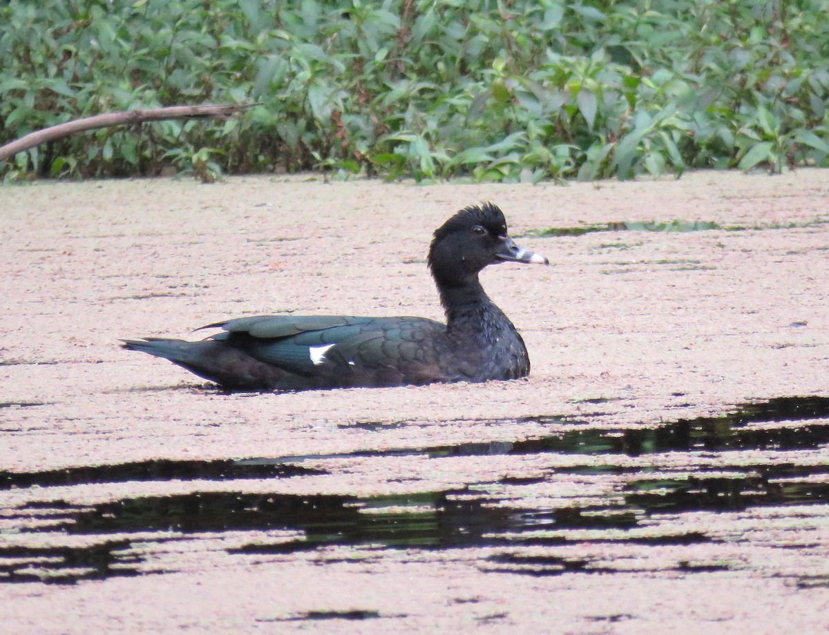 Muscovy Duck - ML645364244