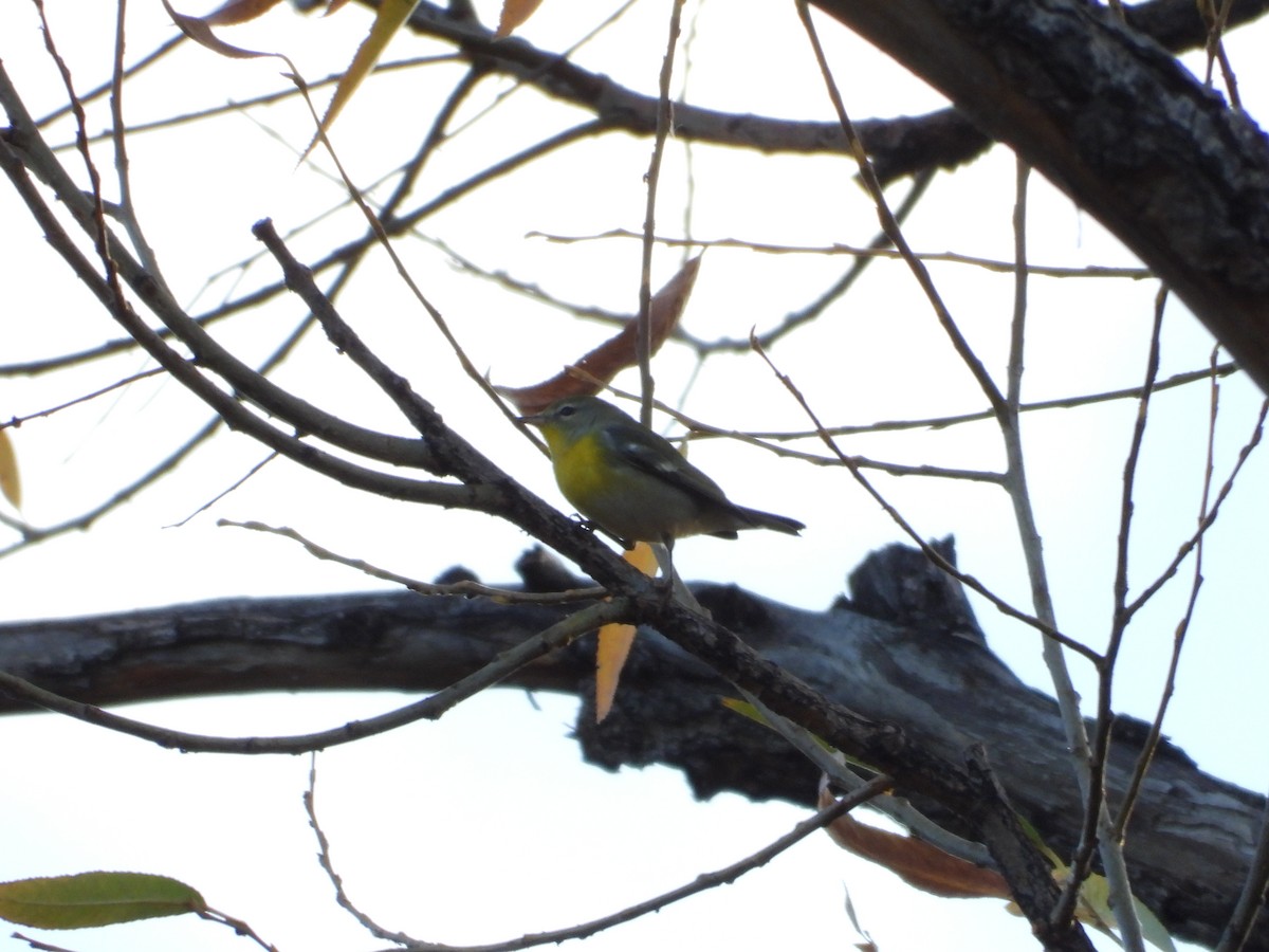 Northern Parula - ML645364258