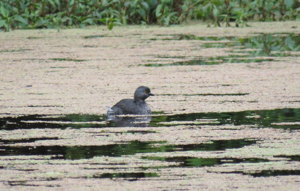 Least Grebe - ML645364272