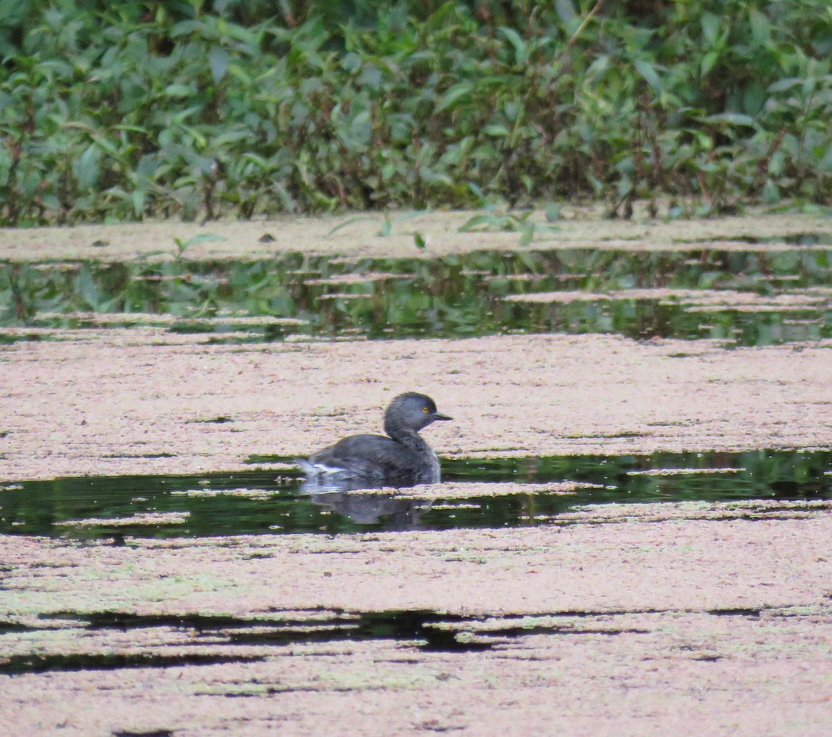 Least Grebe - ML645364273