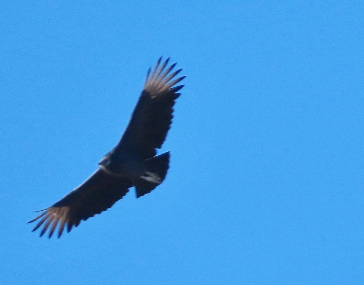 Катарта чорна - ML645364290