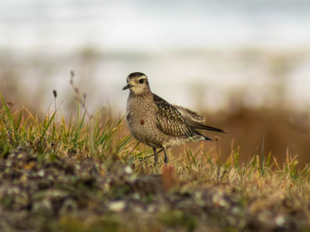 American Golden-Plover - ML645364296