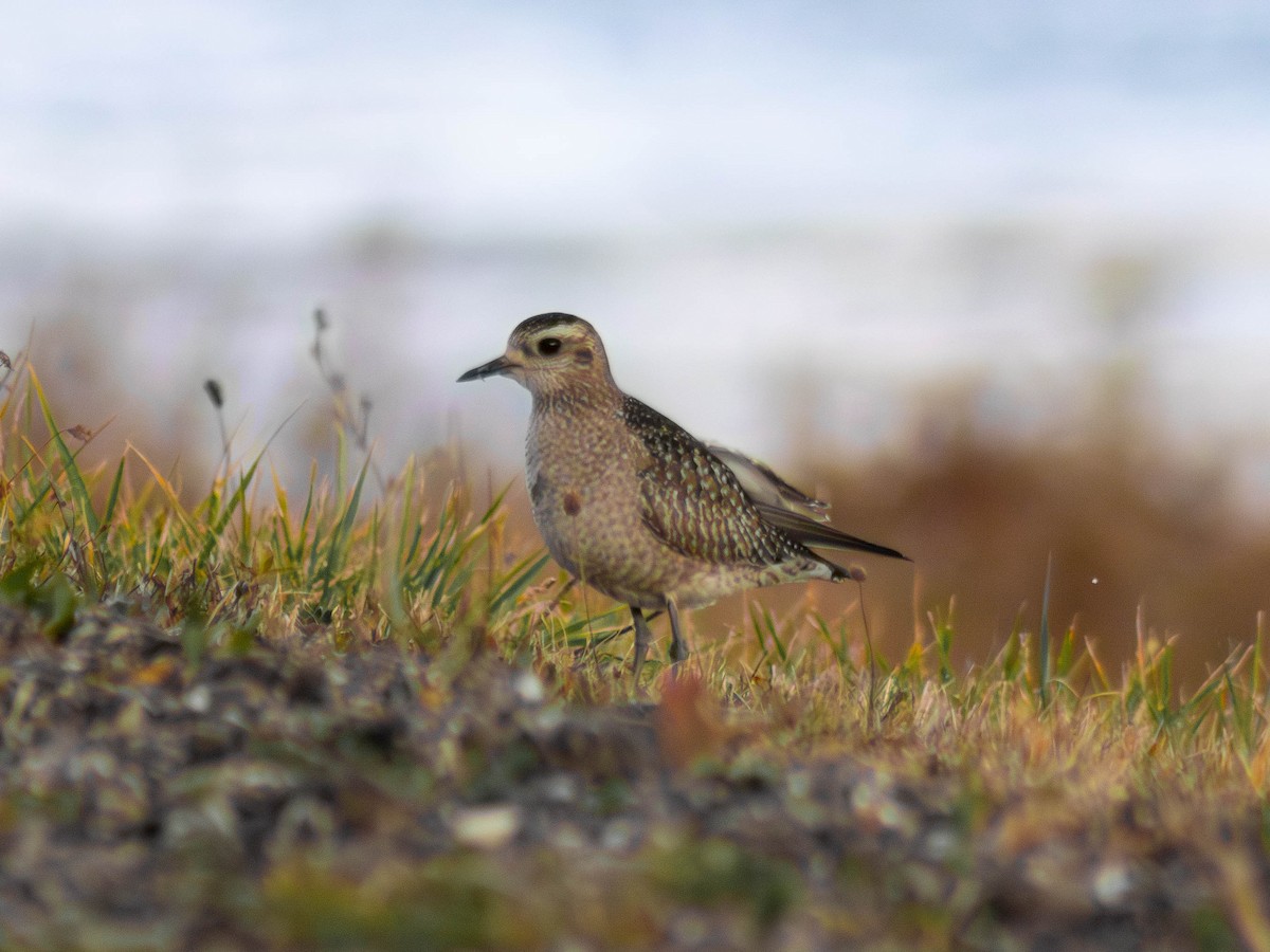 American Golden-Plover - ML645364297