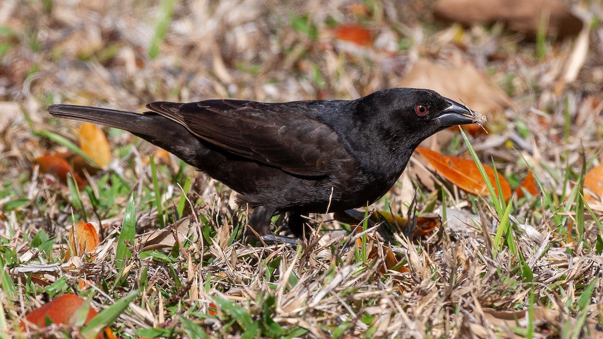 Bronzed Cowbird - ML645364298