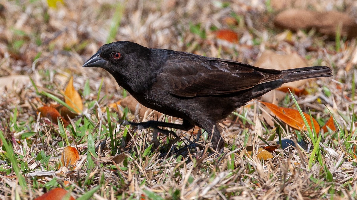 Bronzed Cowbird - ML645364299