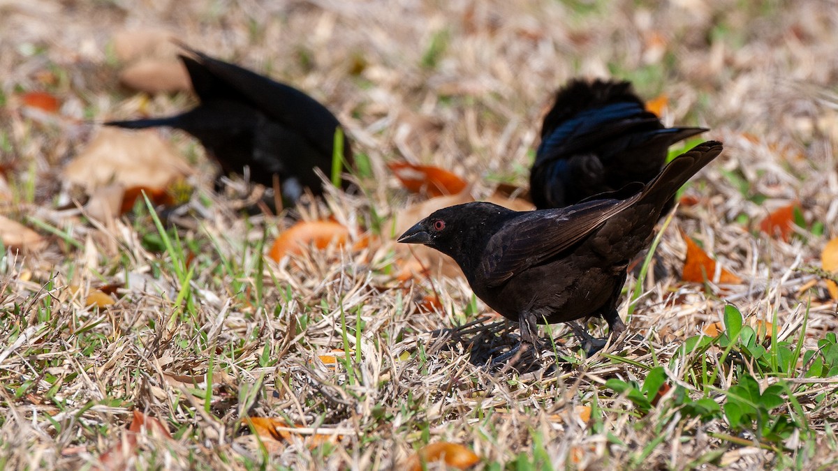 Bronzed Cowbird - ML645364300