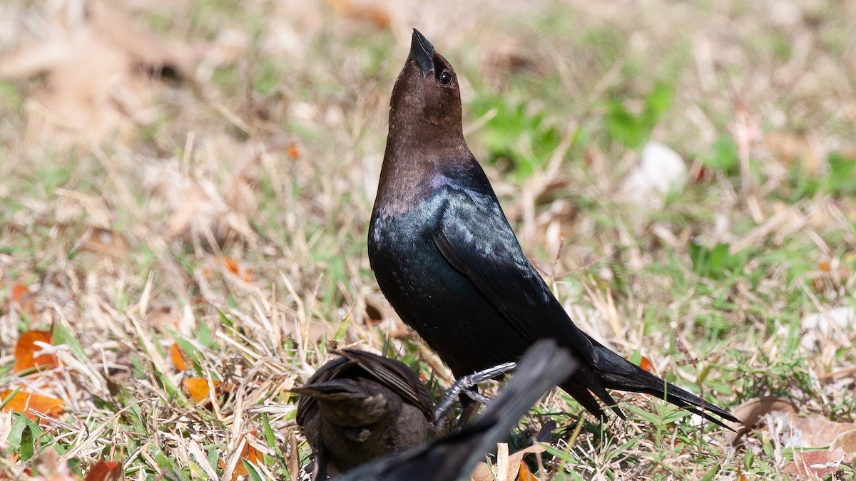 brunhodetrupial - ML645364313