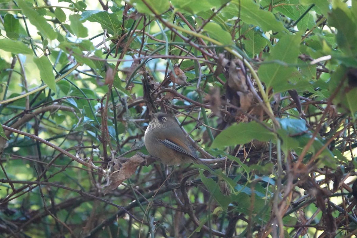 Taiwan Fulvetta - ML645364315