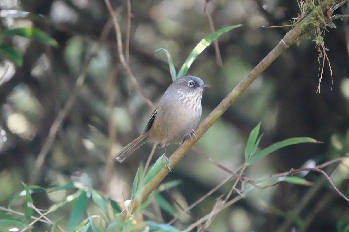 Taiwangrasmücke - ML645364319