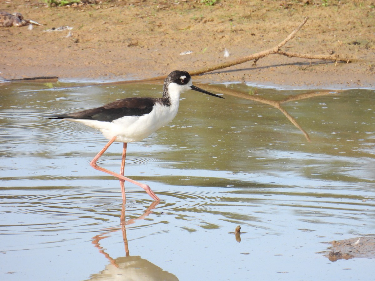 Кулик-довгоніг американський - ML645364325