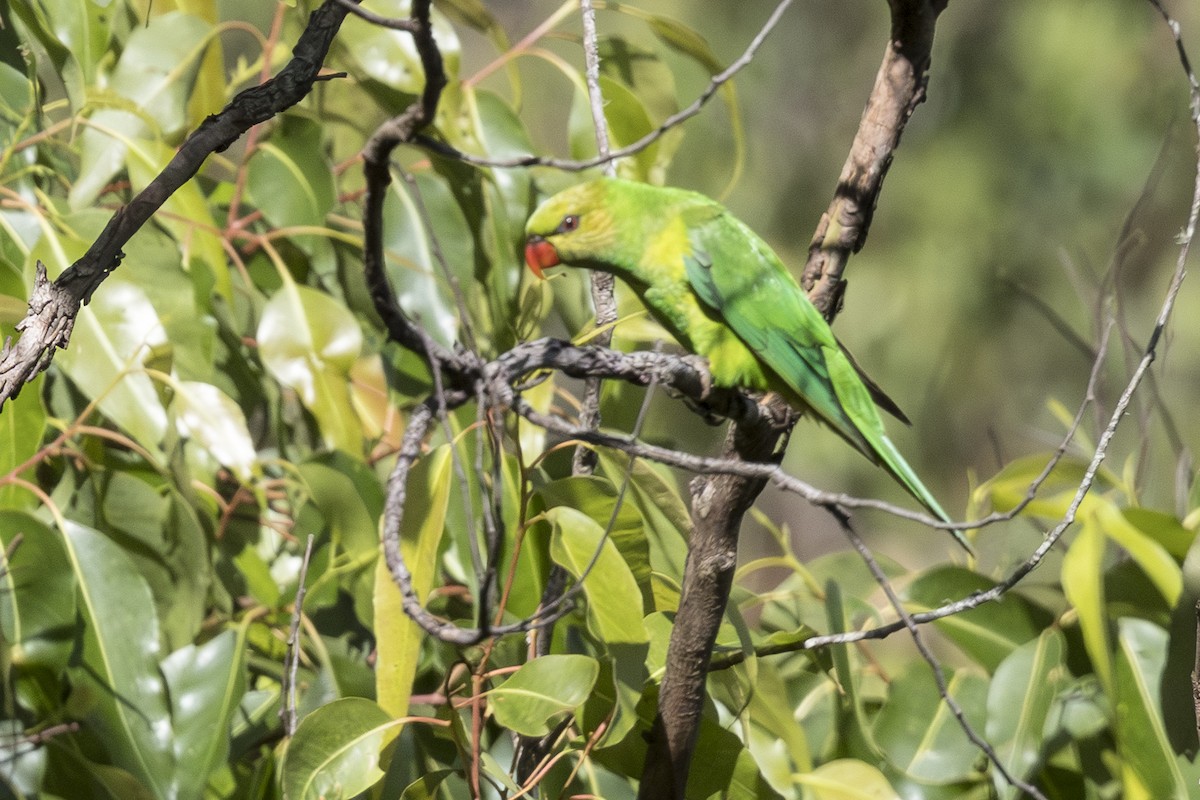 sennepshodelori - ML645364328