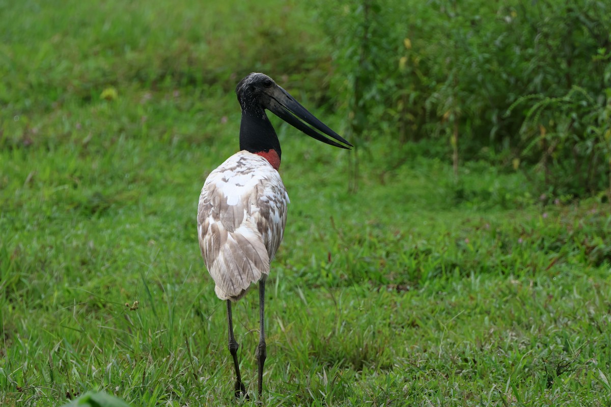 Jabirustorch - ML645364331